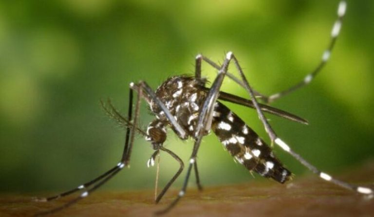 Un estudio demuestra que el mosquito tigre no supone un riesgo en la transmisión de la malaria aviar