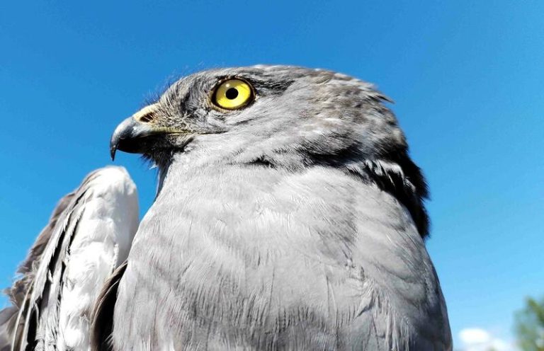 España y Portugal colaboran en un proyecto para salvar al aguilucho cenizo