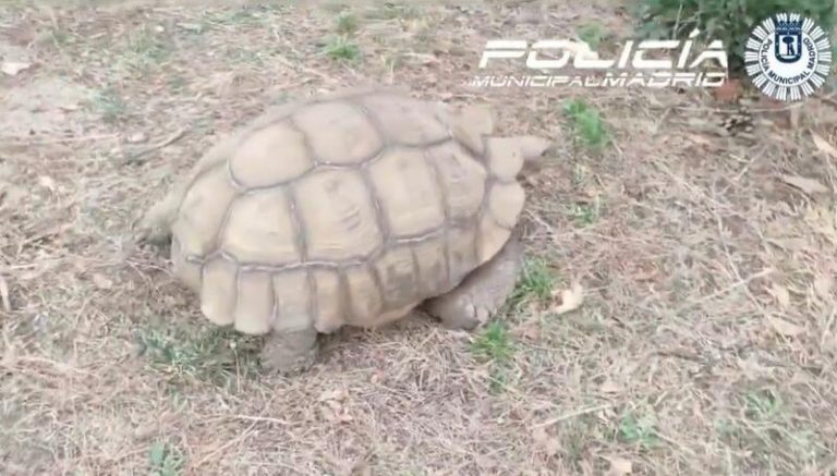 ¡Un final feliz! Rastrean y rescatan a salvo a la gigantesca tortuga africana desaparecida
