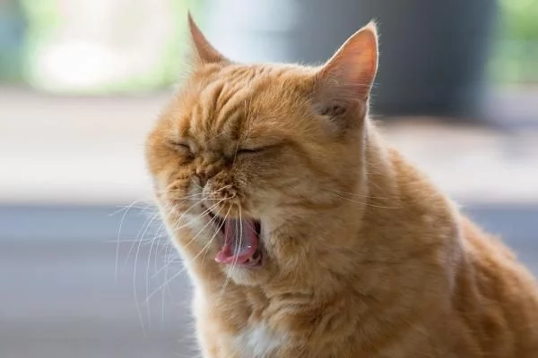 Comprender la motivación del gato
