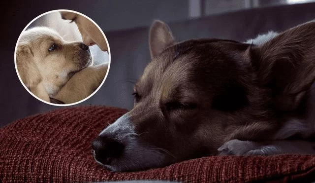 ¿Con qué sueñan los perros?