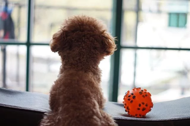 Este es el tiempo que tardan los perros en olvidarse de ti