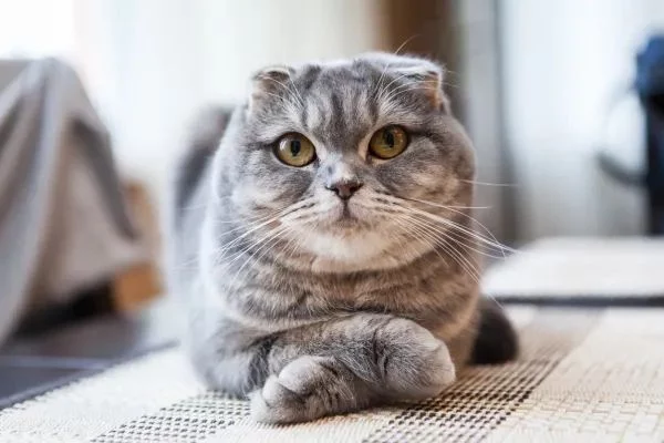 Gatos con características físicas únicas