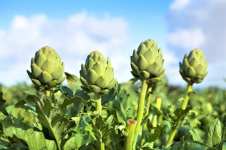 Desglosando la nutrición: Los secretos detrás del éxito de la crema de alcachofa