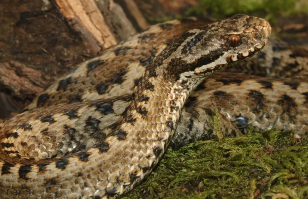 ¿De senderismo en verano? Cuidado con estas peligrosas serpientes españolas