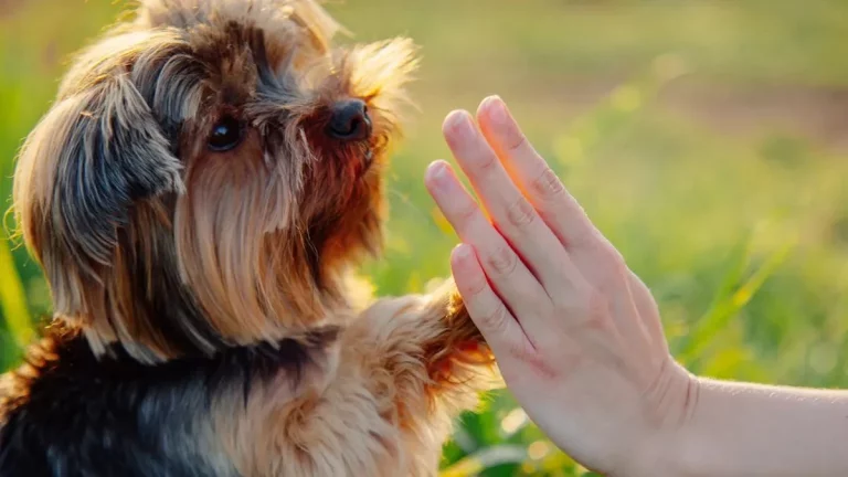 ¿Son estas las 5 cosas que hacen feliz a tu perro?