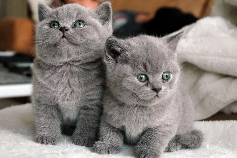 Las razas de gatos más raras y fascinantes del planeta