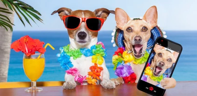 Los mejores hoteles y playas para llevar perros en tus vacaciones de verano