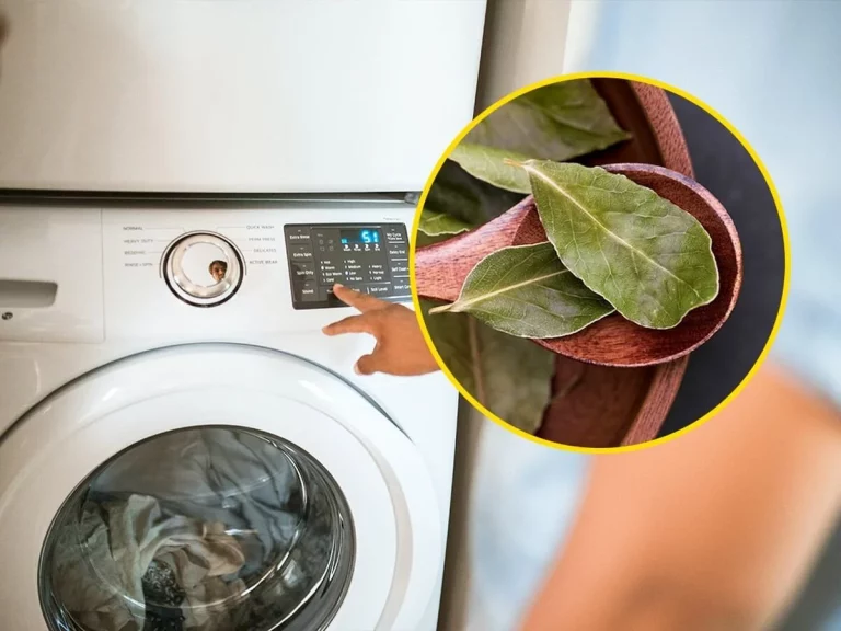 Los sorprendentes beneficios de meter una hoja de laurel en la lavadora