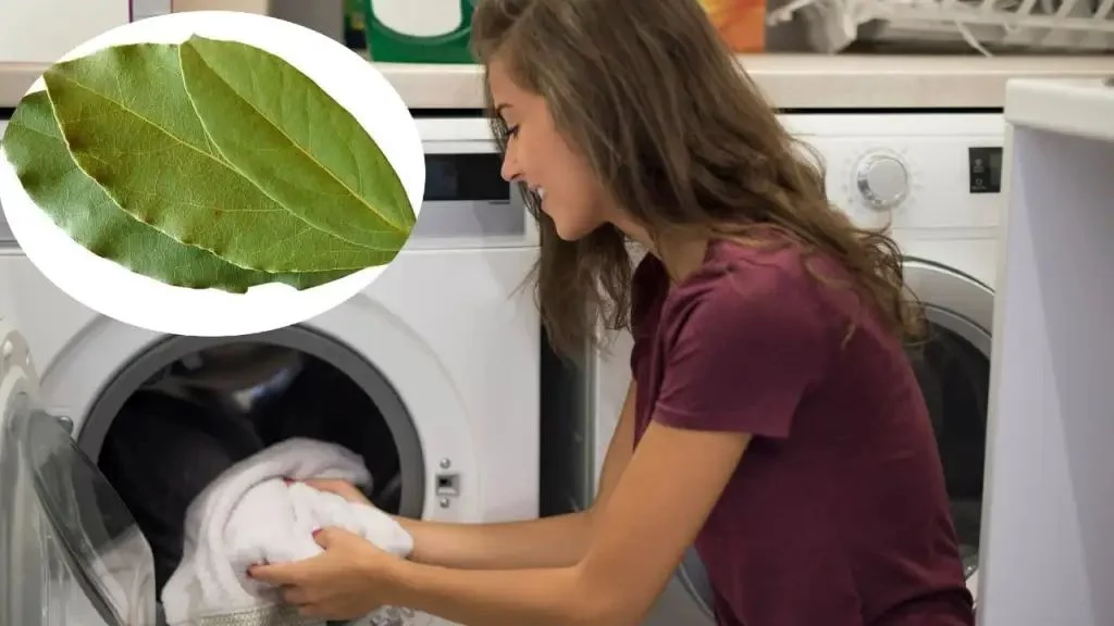 Mejora la limpieza y elimina olores desagradables