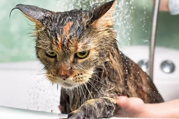 ¿Por qué odian los gatos el baño? La verdad detrás de este rechazo