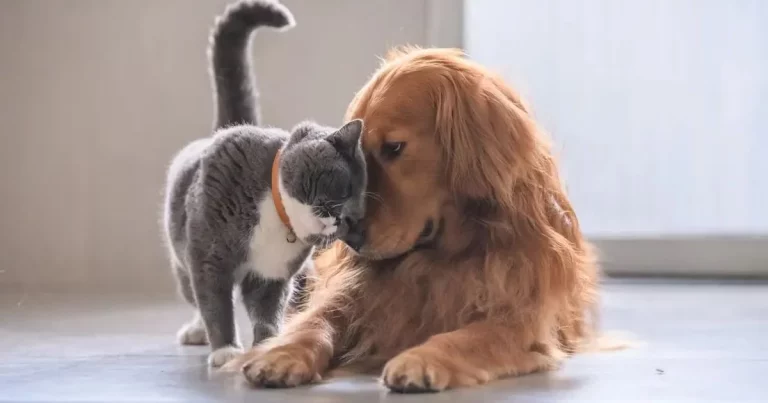 ¿Son más inteligentes los perros o los gatos? Responde la ciencia