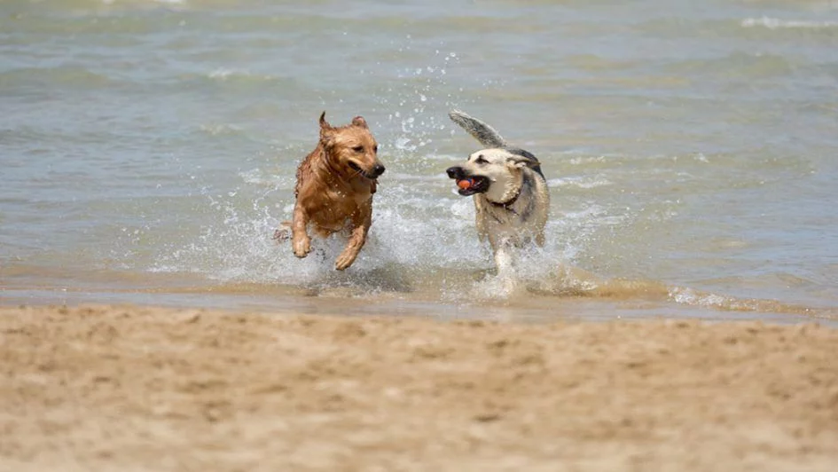 Sumérgete en las mejores playas para perros