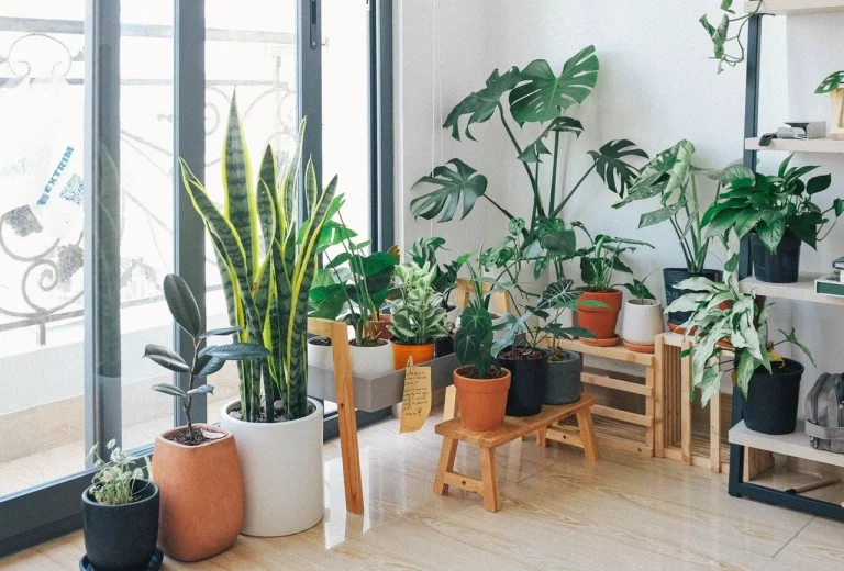 10 trucos para hacer que tus plantas de interior sobrevivan al calor