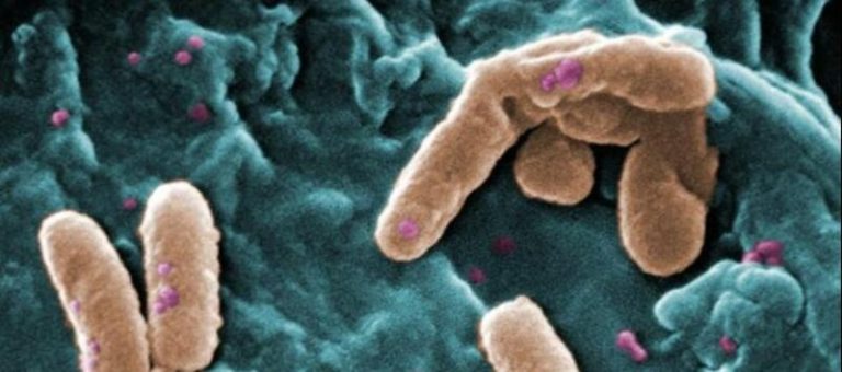 ¡Atención, España! La OMS urge a mejorar el diagnóstico de la Klebsiella pneumoniae ante su propagación