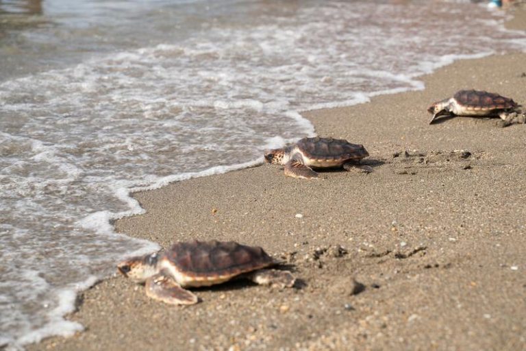 Sueltan en Málaga las últimas 5 tortugas boba nacidas en Marbella hace un año