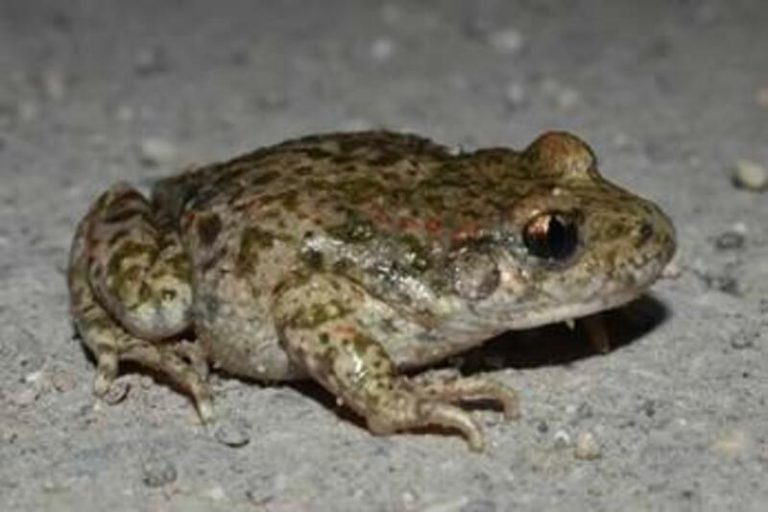 Sorprendente aparición del sapo partero catalán en Madrid