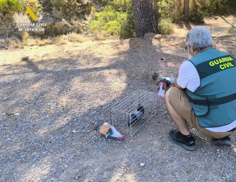 Dos detenidos en Benicàssim por el robo de seis palomas de alta competición