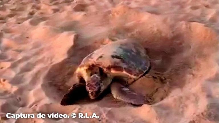 ¡Sorprendente! Una tortuga boba deja 28 huevos en la playa del Poniente de Benidorm