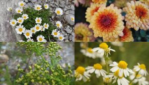¡Sorpresa botánica! Investigadores desentrañan los secretos de las flores de campo autóctonas