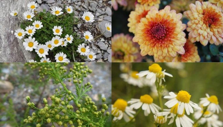 ¡Sorpresa botánica! Investigadores desentrañan los secretos de las flores de campo autóctonas