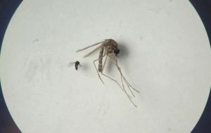 Galicia detecta un contagio foráneo del misterioso virus oropouche