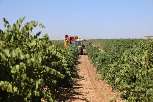 Asaja aboga por la implementación de la Ley de la Cadena Alimentaria en la vendimia