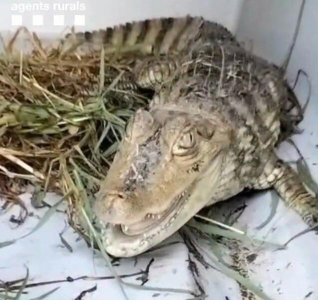 Los Agents Rurals capturan un caimán en el río Besòs en Santa Coloma de Gramenet