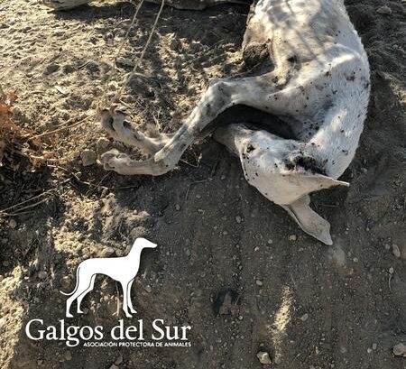 El Seprona investiga el hallazgo de seis galgos en malas condiciones y la muerte de uno en Córdoba