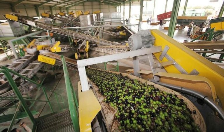 Andalucía, líder en exportaciones de aceite de oliva, superó los 2.000 millones en ventas