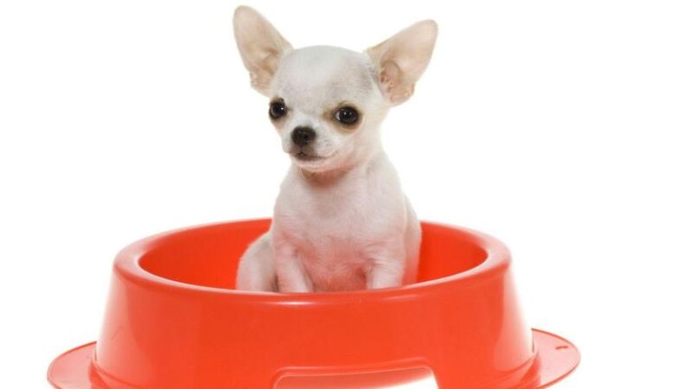 Los perros pequeños conquistan los hogares españoles con el auge de los 'minipisos' en la última década