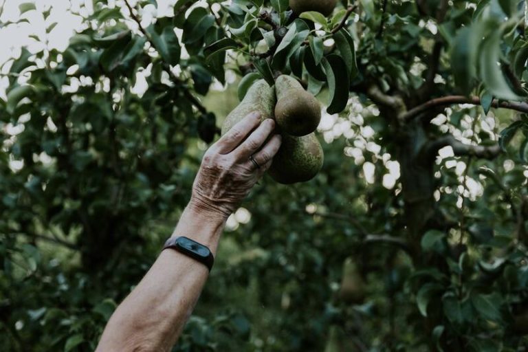 Las Peras de Rincón de Soto brillan con su mejor cosecha en años: 26 millones recogidos