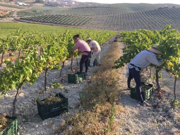 La cosecha de la uva Pedro Ximénez en Córdoba se inicia: Asaja anticipa una temporada 