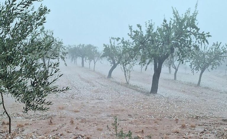 Agricultores valencianos denuncian daños por la DANA en La Plana Alta y La Ribera
