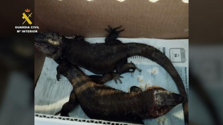 Sorprendente hallazgo en Tenerife: Conductor detenido con especies protegidas en su coche