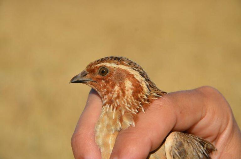 Cazadores de España participarán en el proyecto científico Coturnix para el seguimiento de la codorniz