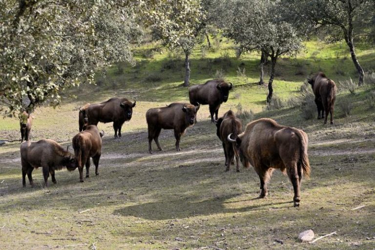 ¡Impactante! Incidente en la mitad de la finca con bisontes en Andújar, pero los animales a salvo