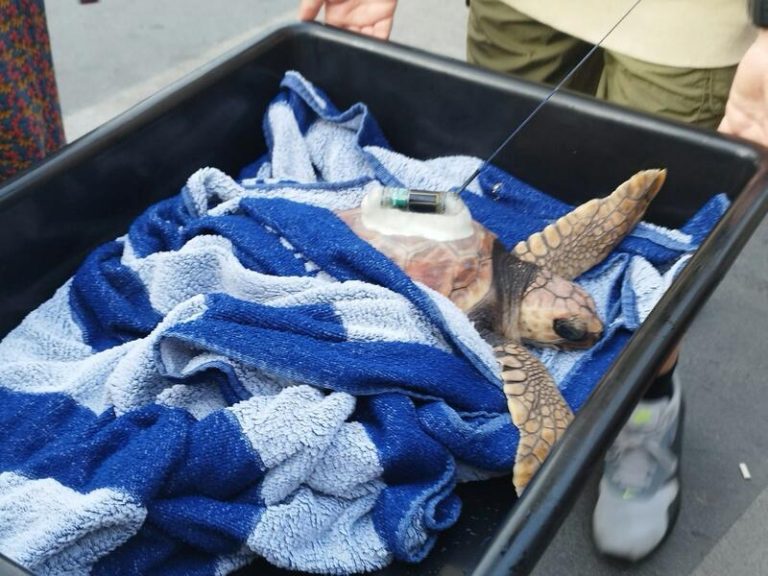 La costa cántabra acoge a las tortugas bobas en un año insólito