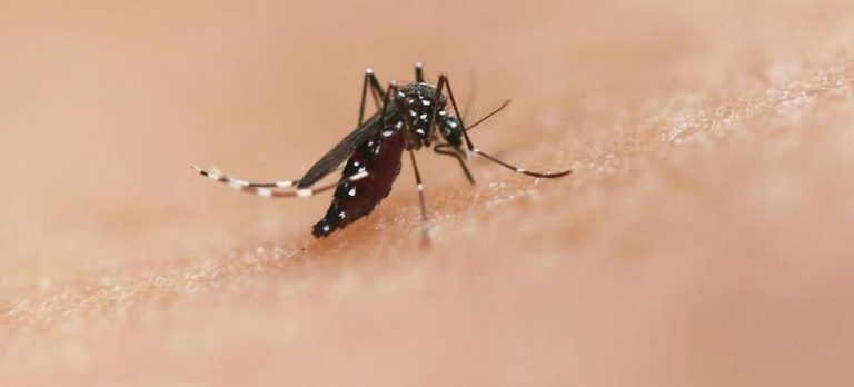 La OMS advierte sobre los peligros de los mosquitos por las enfermedades que transmiten