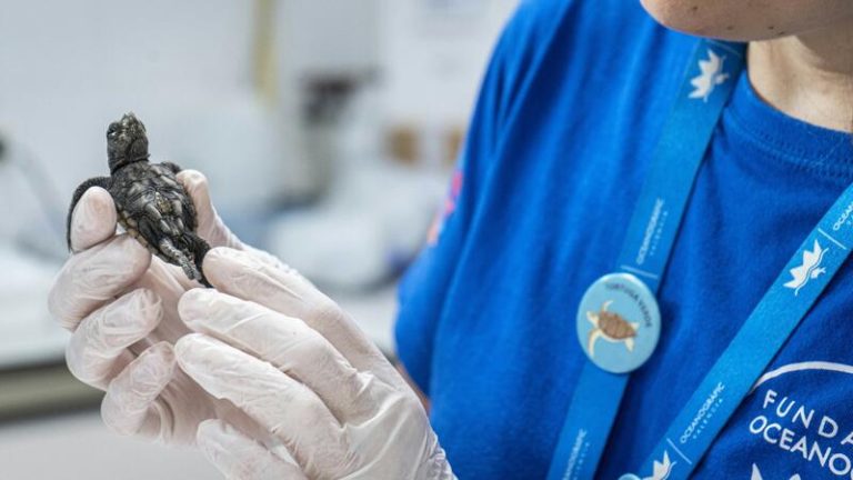 Nace nueva generación de tortugas marinas en el Oceanogràfic de la Comunidad de Valencia