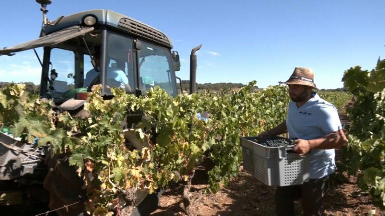 Ronda adelanta su recogida de uva, protagonizada por exclusivas cepas de vinos sosegados, tintos y blancos