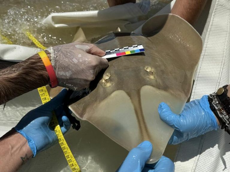 ¡Alerta en Andalucía! Investigan al pez guitarra, una joya marina en peligro