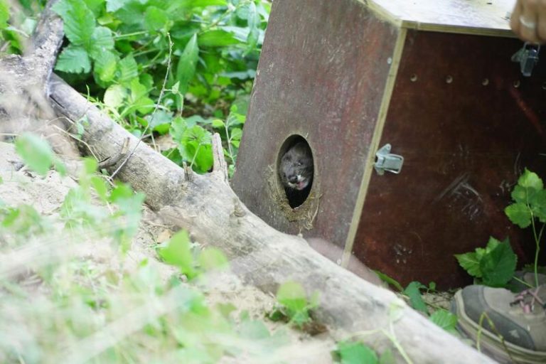 El Ebro acoge a nuevos habitantes: Tres visones europeos liberados en La Rioja para potenciar su repoblación natural