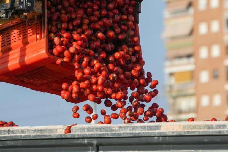 Buñol se tiñe de rojo: 150.000 kg de tomates invaden la famosa Tomatina este miércoles
