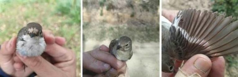 La ornamentación del plumaje indica el estado de salud de las hembras de papamoscas