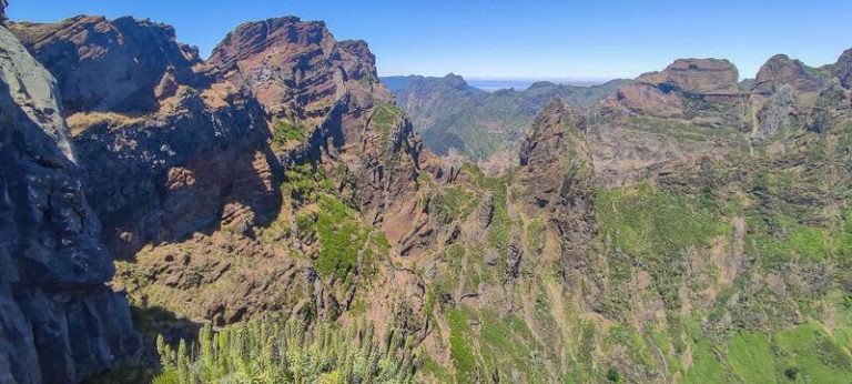 Los fuegos forestales de Madeira ponen en peligro la existencia de una especie de ave marina autóctona