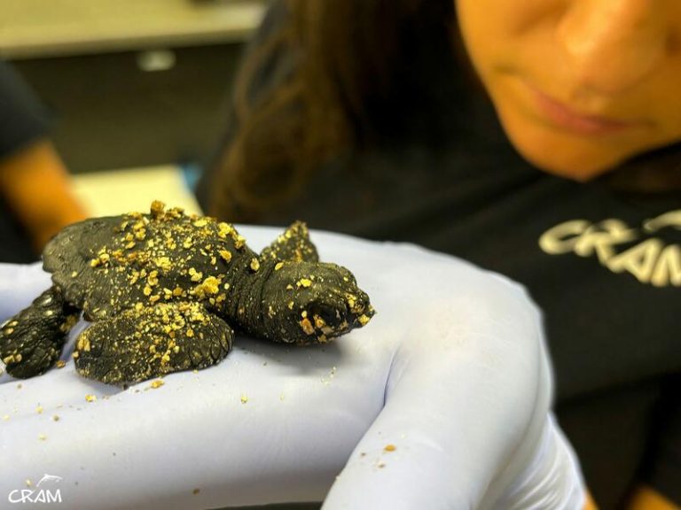 Nacen 52 ejemplares de tortugas bobas en el nido de la playa de la Savinosa de Tarragona