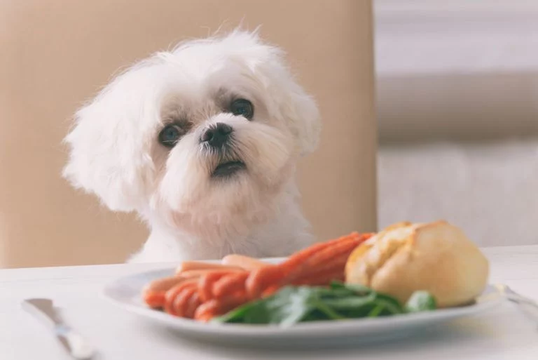 Alimentos que debes eliminar de la dieta de tu perro para una vida larga