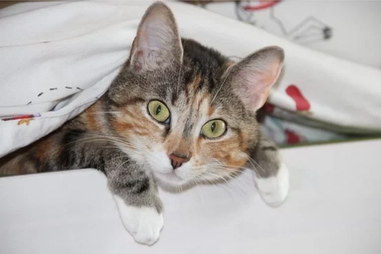 Ataque a tus pies y otras travesuras, todo tiene su explicación: La razón por la que tu gato es tan travieso