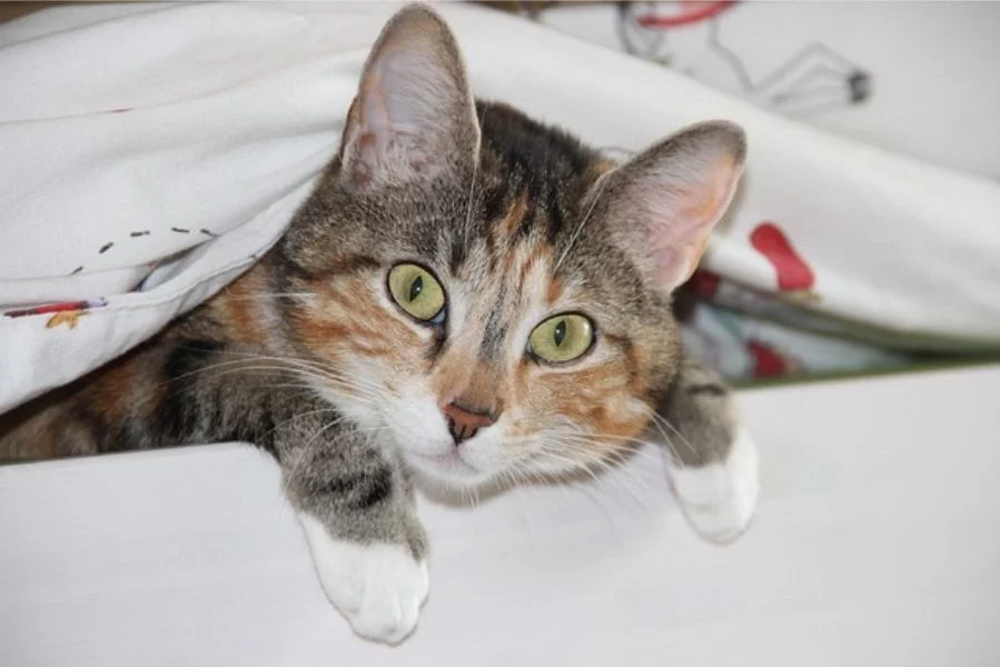 Ataque a tus pies y otras travesuras, todo tiene su explicación: La razón por la que tu gato es tan travieso